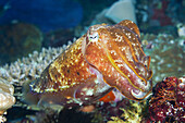 Breitkeulen-Sepie, Sepia latimanus, Florida Islands, Salomonen