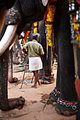 Mahout steht bei seinem Tier, geschmueckte Elefanten, auf Nemmara Vela, Vela ist Festival welches im Sommer nach der Ernte stattfindet, Hindu-Tempel-Fest im Dorf Nemmara, bei Pallakad, Kerala, Indien