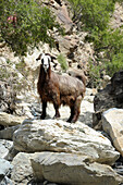 Sultanate of OMAN DHAKHLIYAH area, Wadi SAHTAN, long hair goat