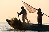 Camdodia, Siem Reap Province, Tonle Sap Lake, site classified Unesco biosphere in 1997, the Kampong Pluk village, Srei Tha and his wife Yun Loen harvest fishes and prawns with their large traditional landing nets