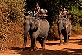 Camdodia, Ratanakiri Province, going to the Okatchang waterfall, the mahouts Ros Seanghu and Chvin Ampeul on their elephants
