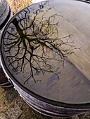 Belgium, Brussels, tree reflection in a puddle