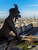 France, Paris, Notre-Dame's gargoyles
