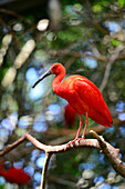 Scarlet Ibis in Iguazu Bird Park ,Foz do Iguacu ,Brazil,South America