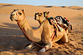 Sultanate of Oman Wahiba desert 3 camels are lying down in the sand