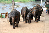 South East Asia Sri Lanka the PINNAWELA elephants' orphanage a group of elephants is crossing the Pinnawela village