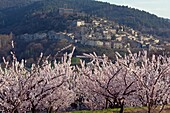 France,Drôme(26),Mirmande town labelised the Most Beautiful Villages of France