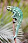 France,Paris, Vincennes, Zoo de Vincennes, Close up of a panther chameleon (Furcifer pardalis)