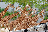 France,Paris, Vincennes, Zoo de Vincennes, Area Sahel Sudan, Giraffes