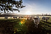 France, Auvergne, Charolais cattle herd in field