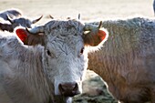 France, Auvergne, Charolais cattle herd in field