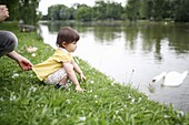 Little girl looking at swans