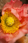 Close up of flower center and petals