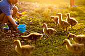 Mari boy feeding ducks on farm