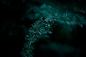 Close up of dew drops on evergreen tree branch