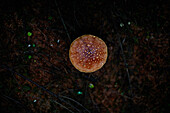Close up of mushroom growing in dark forest