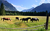 Horses in the Graswang valley near Linderhof near Oberammergau, Upper Bavaria, Bavaria, Germany