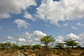 Schirmakazien im Selous Natur Reservat, Tansania, Afrika