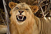 Männlicher Löwe im Selous Natur Reservat, Tansania, Afrika