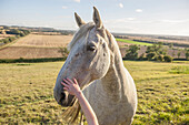 Child petting muzzle of horse in rural field