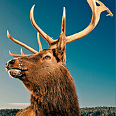 Close up of elk with antlers under blue sky in winter