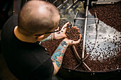 Caucasian coffee roaster testing beans in machinery