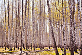 Trees growing along path