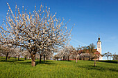 Pilgrimage church of Birnau Abbey, fruit tree blossom in spring, Lake Constance, Baden-Wuettemberg, Germany, Europe