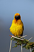 Lesser masked weaver (Ploceus intermedius), Ngorongoro Crater, Tanzania, East Africa, Africa