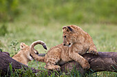Lion (Panthera Leo) cubs playing, Ngorongoro Crater, Tanzania, East Africa, Africa