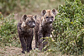 Two spotted hyena (spotted hyaena) (Crocuta crocuta) pups, Ngorongoro Conservation Area, Serengeti, Tanzania, East Africa, Africa