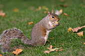 Grey squirrel (Sciurus carolinensis) biting into a peach stone left by a tourist on a lawn in St. James's Park, London, England, United Kingdom, Europe