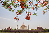 Branches of a flowering tree with red flowers frame the Taj Mahal symbol of Islam in India, UNESCO World Heritage Site, Agra, Uttar Pradesh, India, Asia