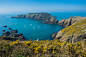 Gorse blooming on the west of coast of Sark with a view of the island of Brecqhou, Channel Islands, United Kingdom, Europe