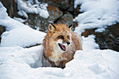 American red fox (Vulpes vulpes fulves), Montana, United States of America, North America