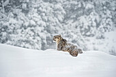 Snow leopard (Panthera india), Montana, United States of America, North America