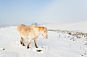 A Welsh pony forages for food under the snow on the Mynydd Epynt moorland, Powys, Wales, United Kingdom, Europe