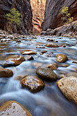 The Narrows of the Virgin River in the fall, Zion National Park, Utah, United States of America, North America