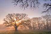 Misty morning sunrise behind an old oak tree, Trundlebeer, Devon, England, United Kingdom, Europe