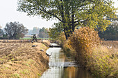 Gruppe Jungkraniche und Kraniche machen Rast an einem Kanal zwischen zwei Feldern unter einem Baum, um zu trinken - Linum in Brandenburg, nördlich von Berlin, Deutschland