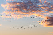 Silhouetten in Formation fliegender Kraniche am Himmel vor Wolken, die durch die untergehende Sonne angestrahlt werden - Linum in Brandenburg, nördlich von Berlin, Deutschland