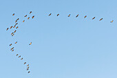 Big crane flock in formation flight under the blue sky in the evening sun at high altitude, Linum in Brandenburg, north of Berlin, Germany