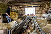 LWL-Freilichtmuseum Detmold, Bauer füttert Schafe im Stall, traditionelle Häuser, Fachwerkhaus, Dorfleben, Detmold, Nordrhein-Westfalen, Deutschland
