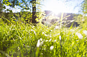 Frühlingswiese, Sommerwiese und blühende Gräser, lichtdurchflutet, Sächsische Schweiz, Sachsen, Deutschland, Europa