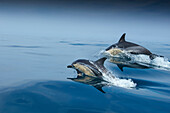 School of dolphins, Sagres, Algarve, Portugal