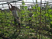 Local farmers work in floating gardens on Inle Lake, Shan State, Myanmar (Burma), Asia