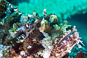 Tassled scorpionfish (smallscale scorpionfish) (Scorpaenopsis oxycephala), has an array of venomous spines, Matangi Island, Vanua Levu, Fiji, Pacific