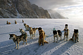 Greenlandic husky dog team staked to the ice near the floe edge in midnight sun, Greenland, Denmark, Polar Regions