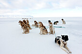 Greenlandic husky dog team staked to the ice near the floe edge in midnight sun, Greenland, Denmark, Polar Regions