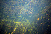 Licht durchflutetet Unterwasser-Vegatation des Spreewaldfliess in Strömungsrichtung, Biosphärenreservat, Schlepzig, Brandenburg, Deutschland